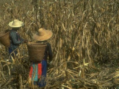 SIEGA (7)  CAMPESINOS